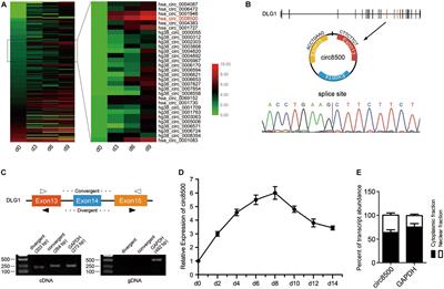 CircRNA hsa_circ_0008500 Acts as a miR-1301-3p Sponge to Promote Osteoblast Mineralization by Upregulating PADI4